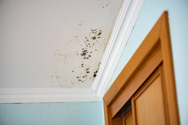 Office Mold Removal Services in Fort Campbell North, KY