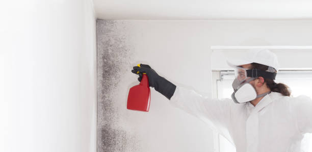 Best Black Mold Removal  in Fort Campbell North, KY