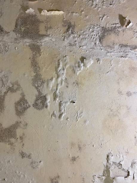 Best Certified Mold Removal  in Fort Campbell North, KY