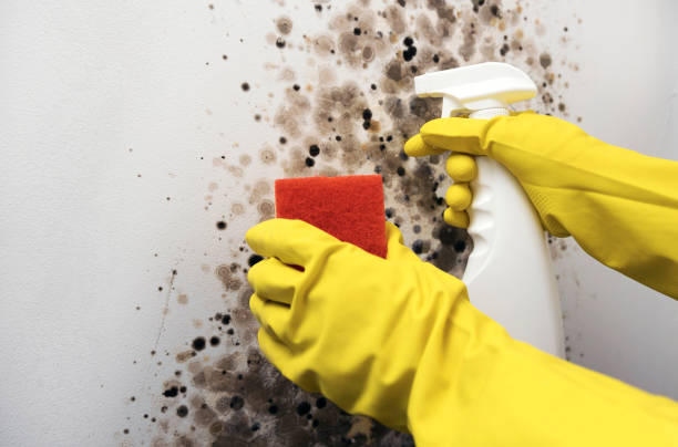 Best Home Mold Removal  in Fort Campbell North, KY