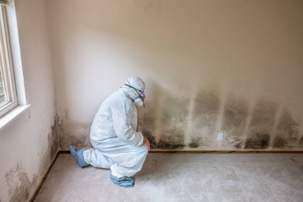 Fort Campbell North, KY Mold Removal Company