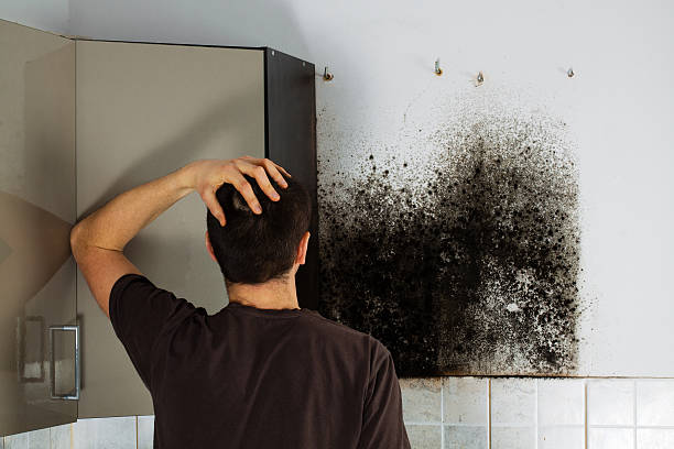 Best Fast Mold Removal  in Fort Campbell North, KY