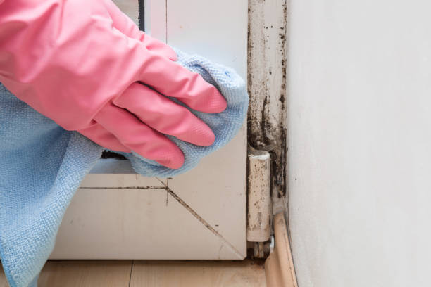 Best Affordable Mold Removal  in Fort Campbell North, KY