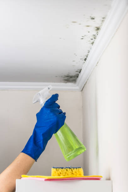 Mold Removal and Inspection in Fort Campbell North, KY